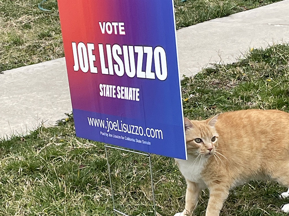 cat standing beside a vote for Joe signage